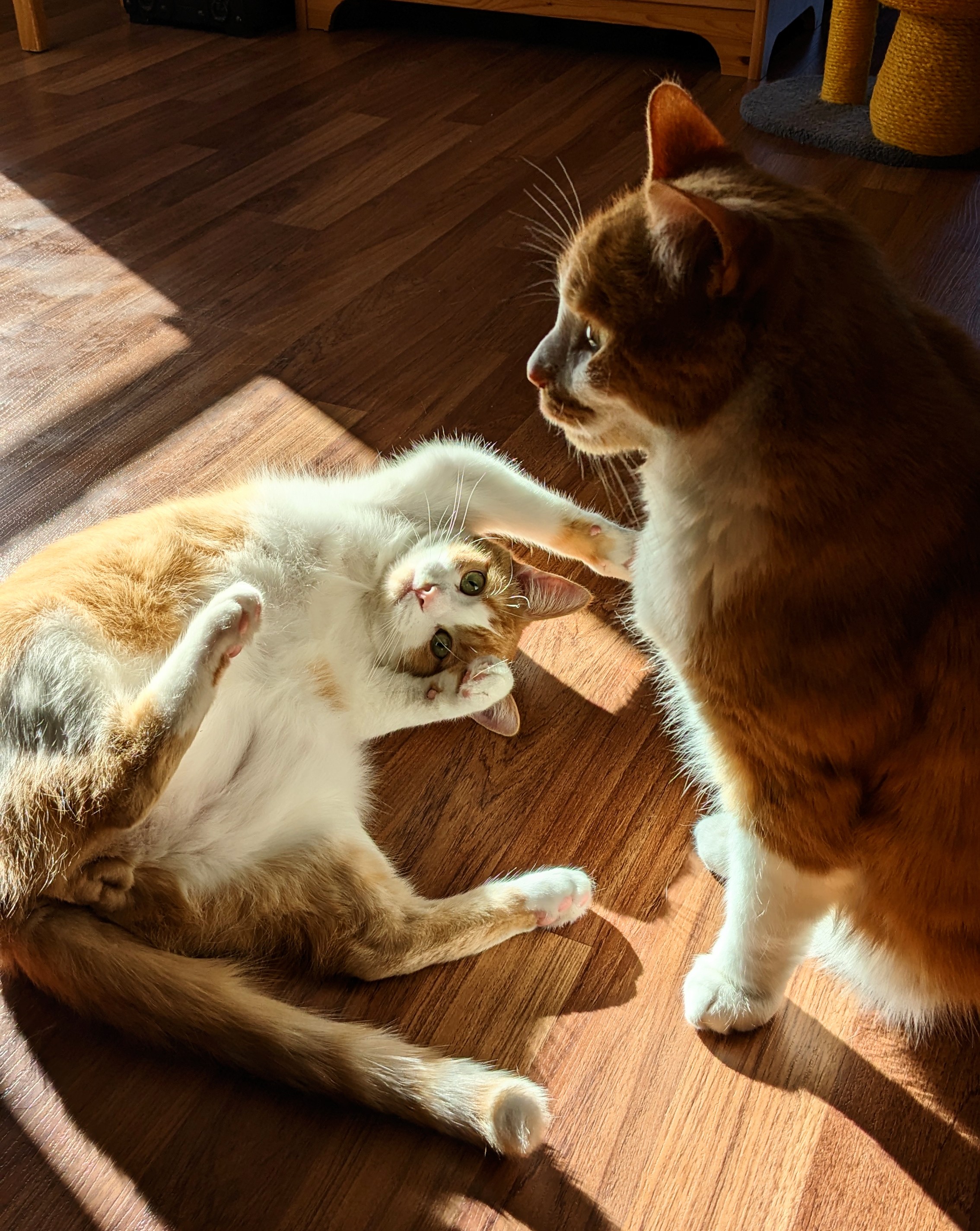 A large orange cat ignorning the playful advances of a smaller orange cat. 