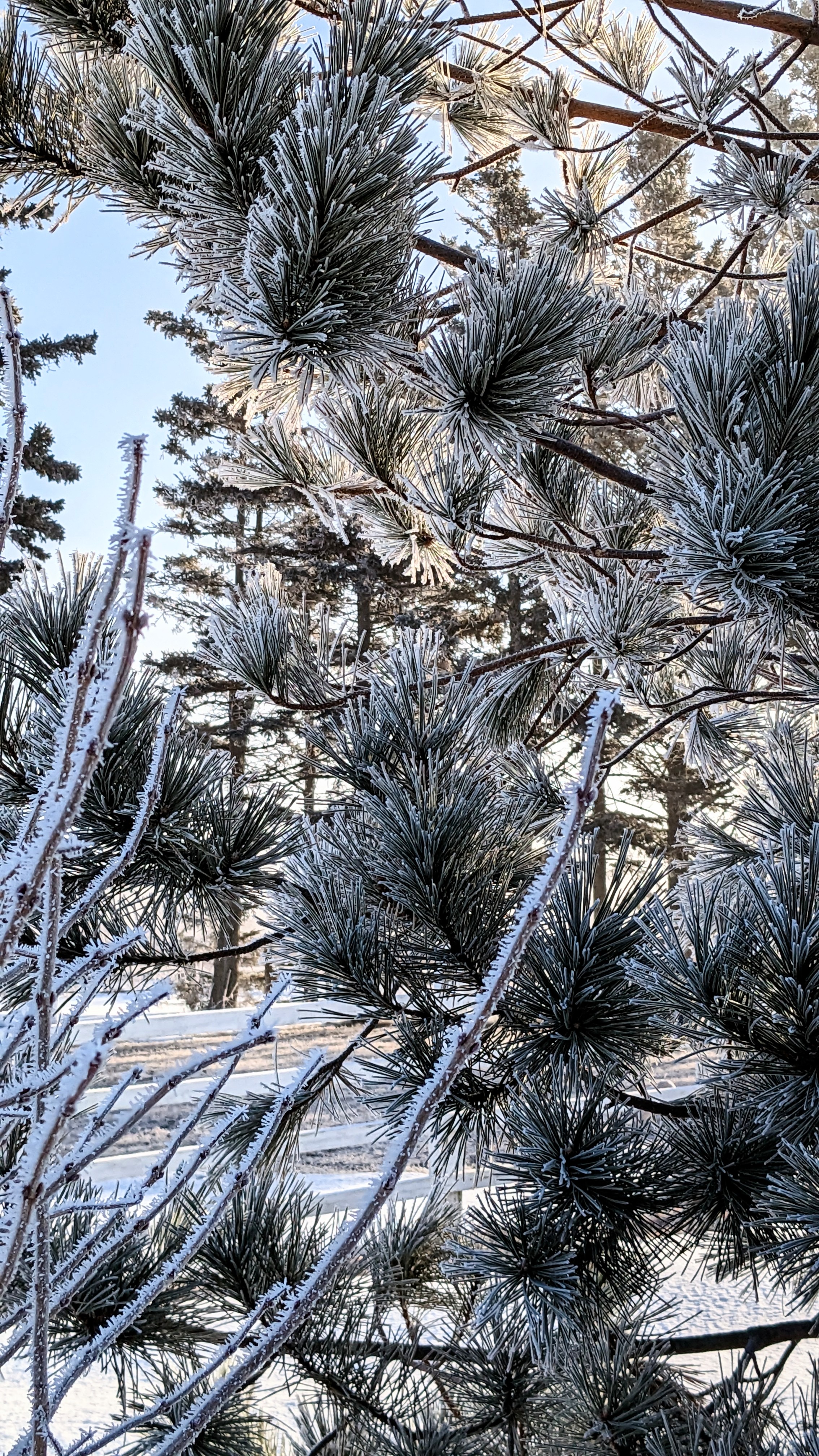 Frosty pine branches sparkling in the sunlight
