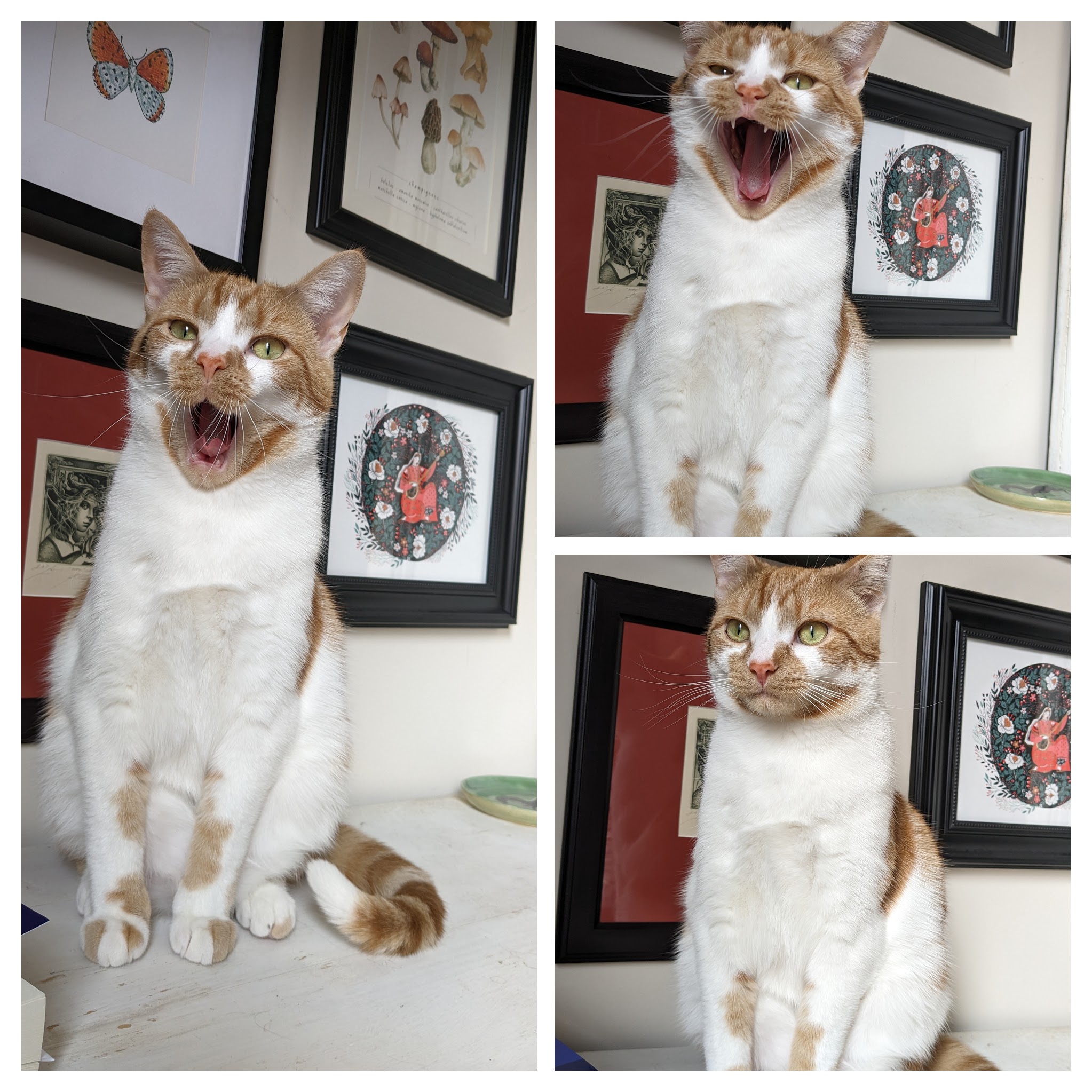 The Contessa yawning in three frames. 