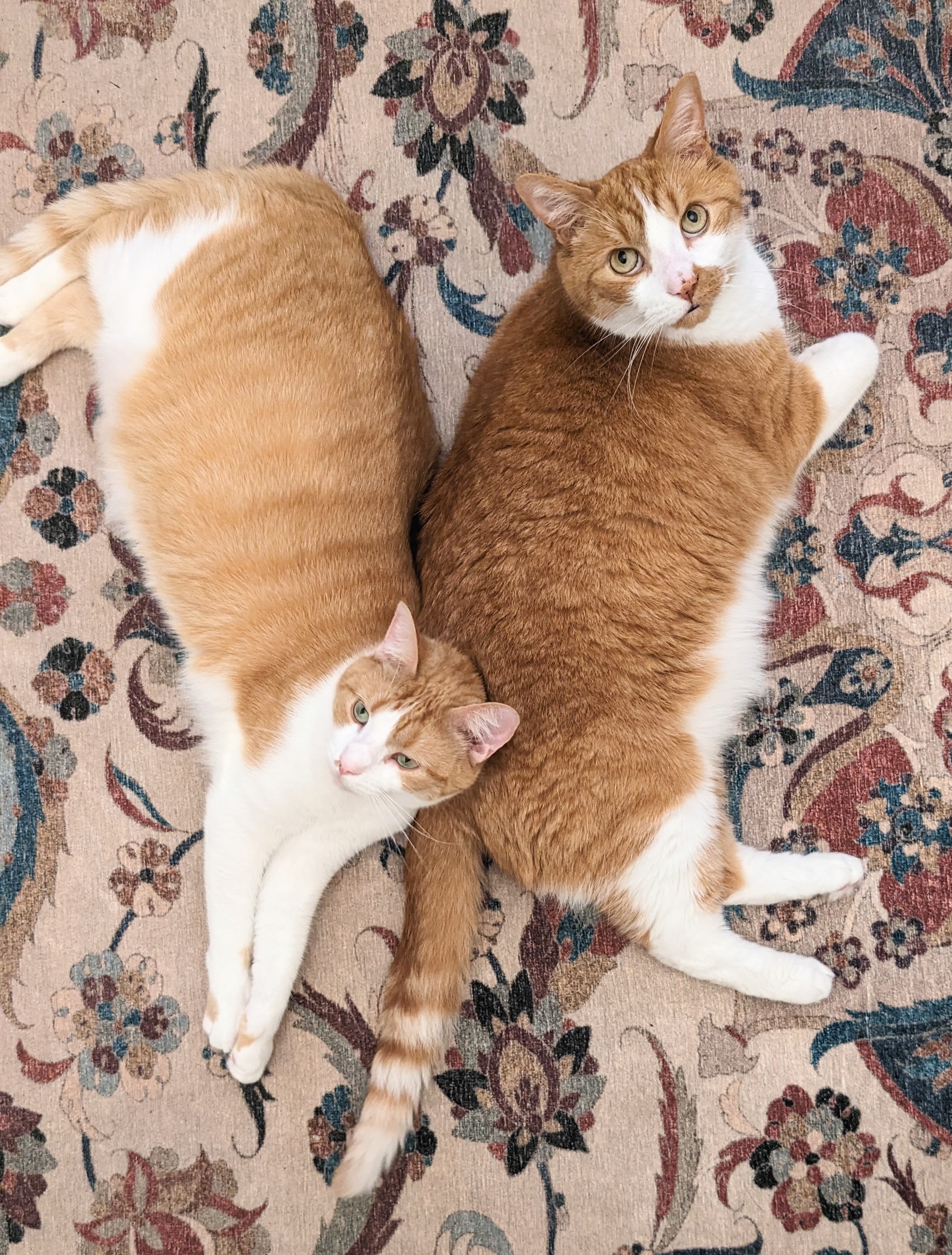 Two orange and white cats lying next to each other on a rug.