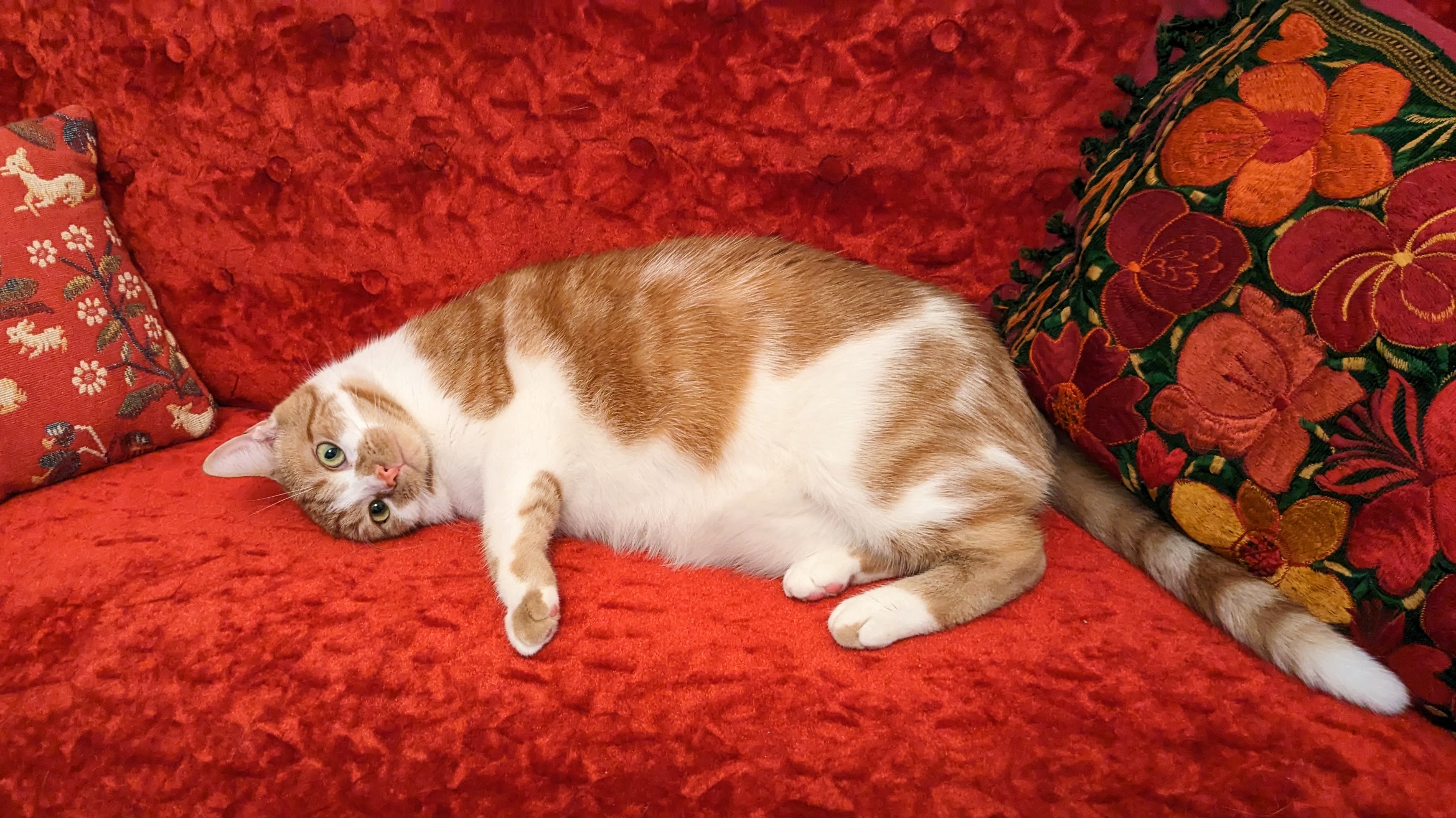 An orange and white cat lounging on a red settee.