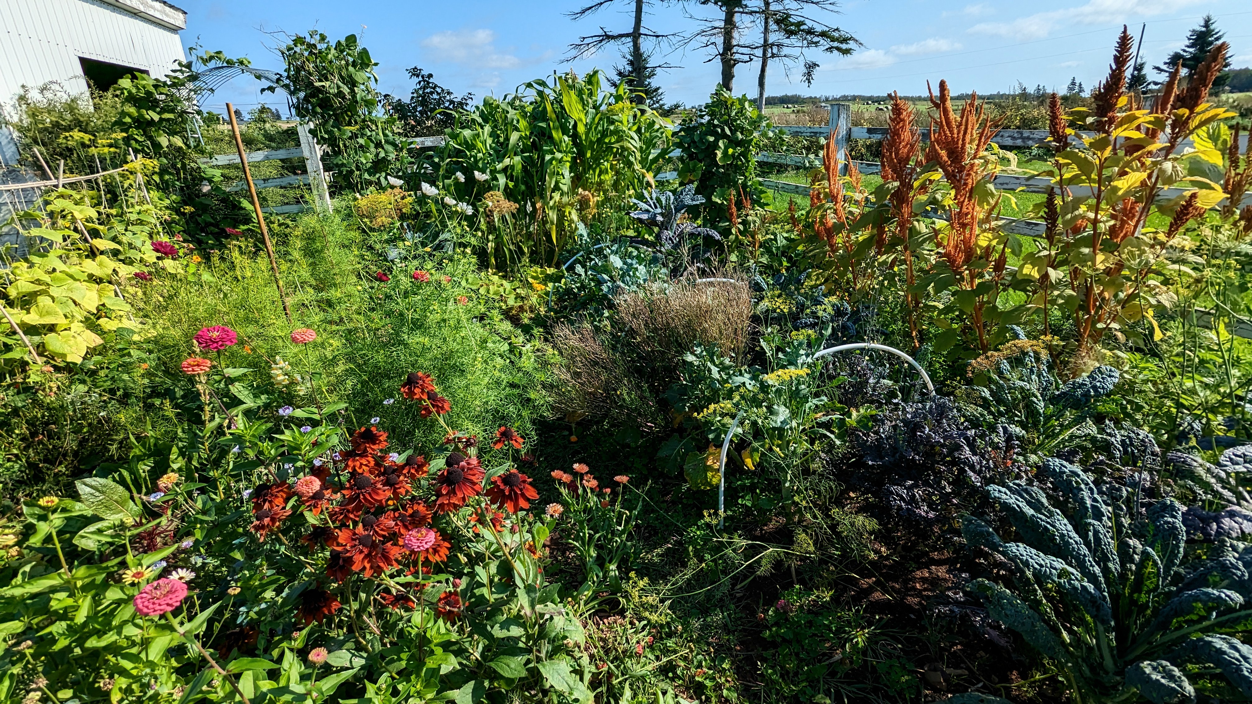 A bursting veggie garden.