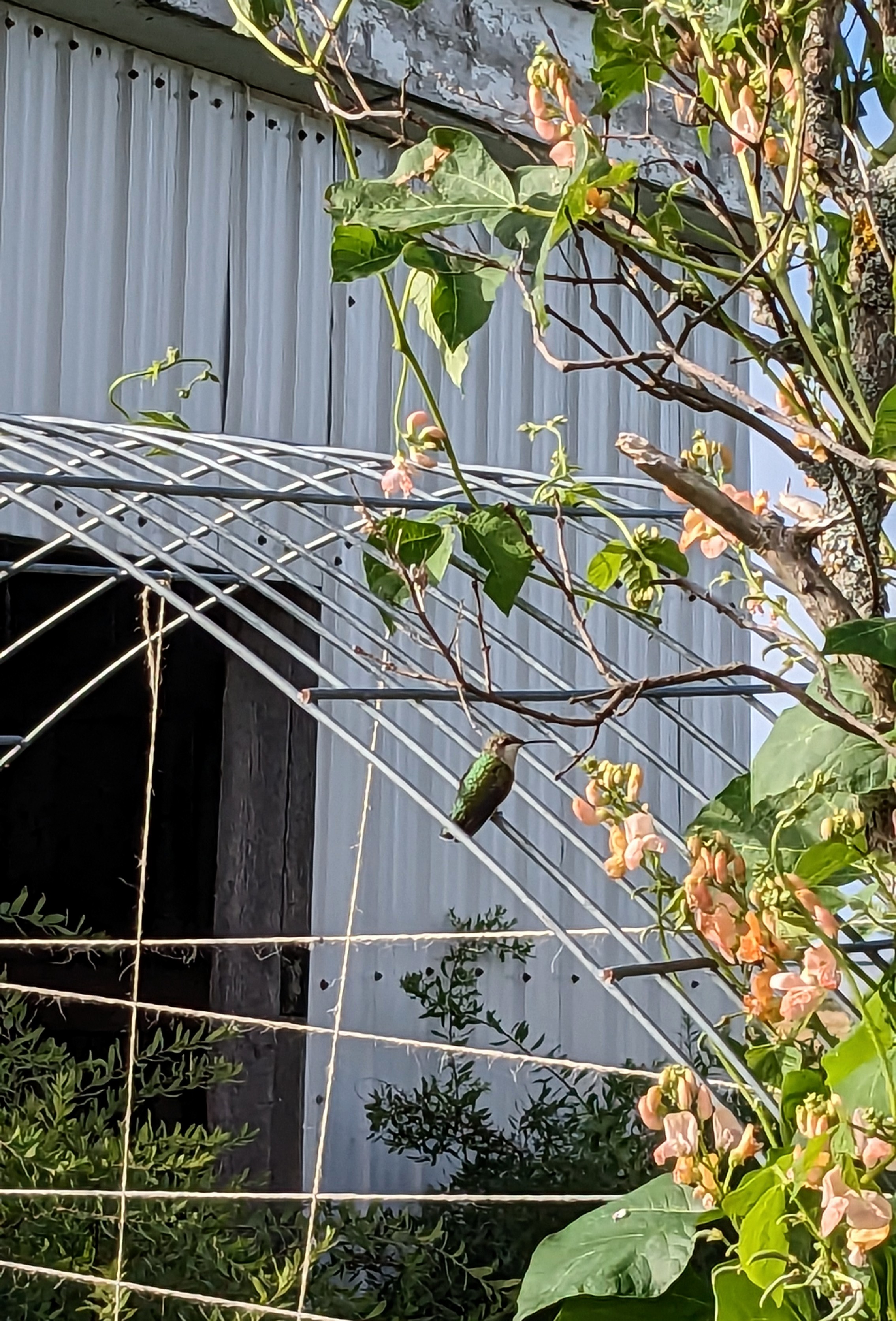 Hummingbird perched on a trellis.