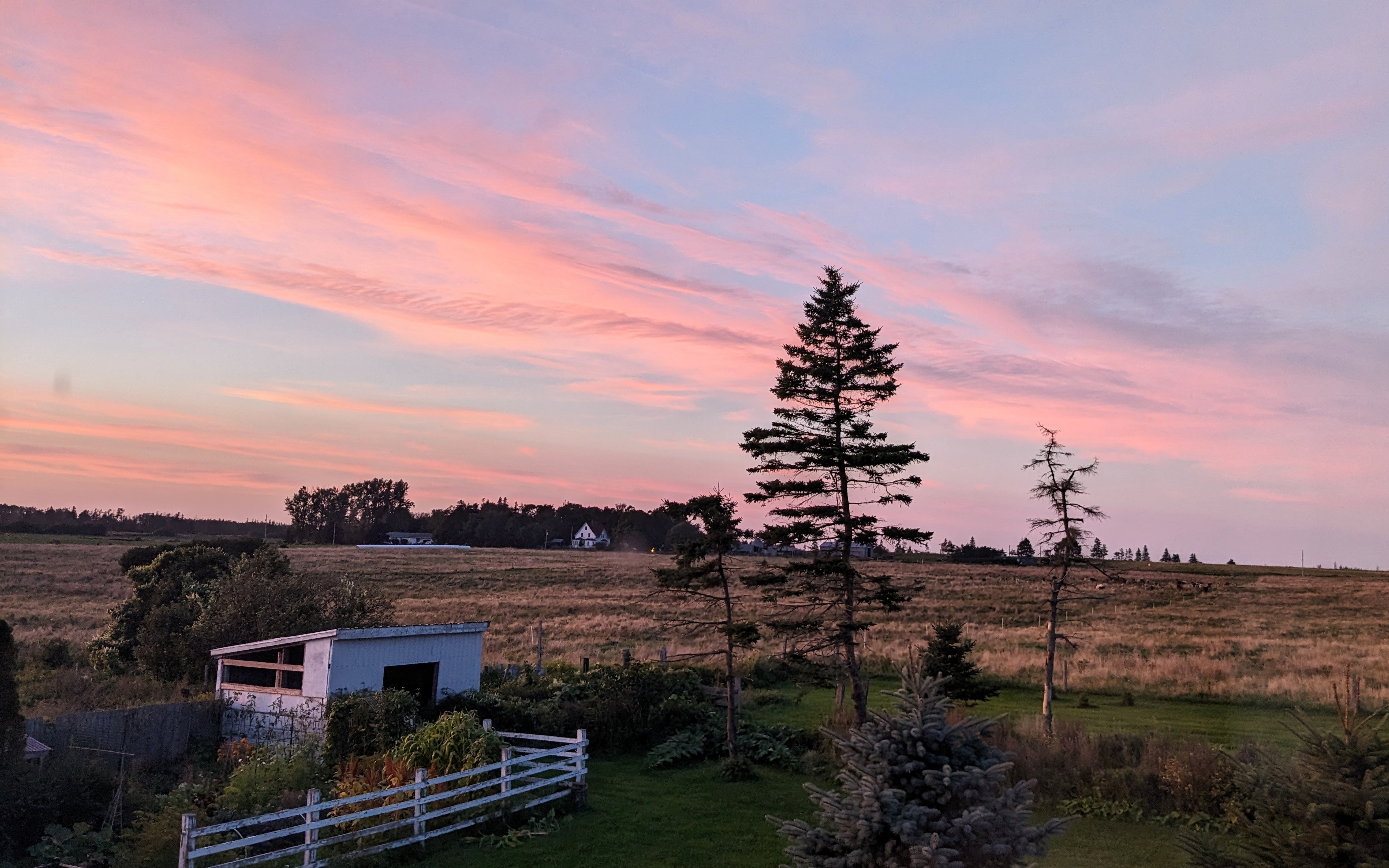 Veggie garden and shed with pink sunset.