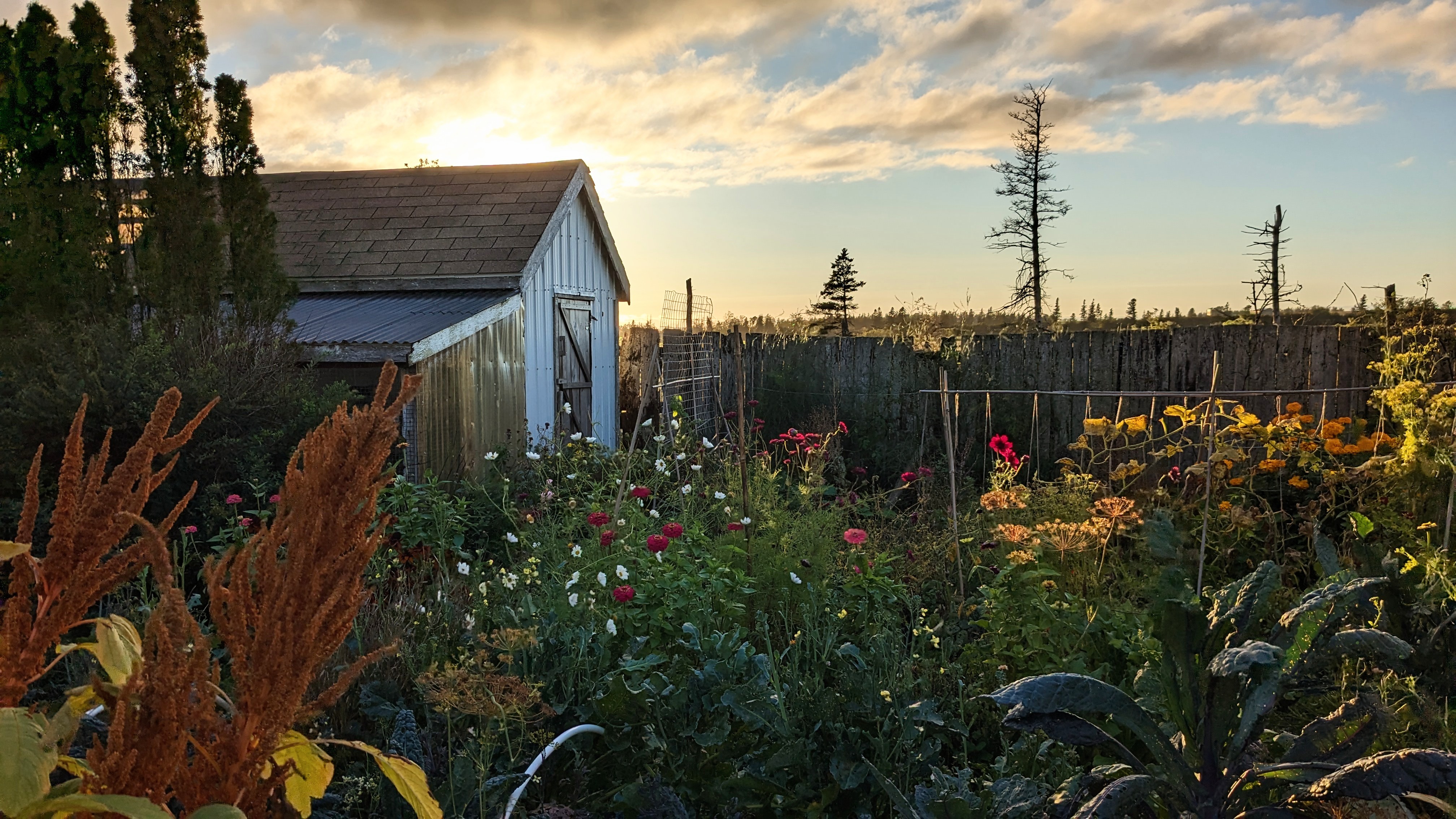Veggie garden and shed at sunset.