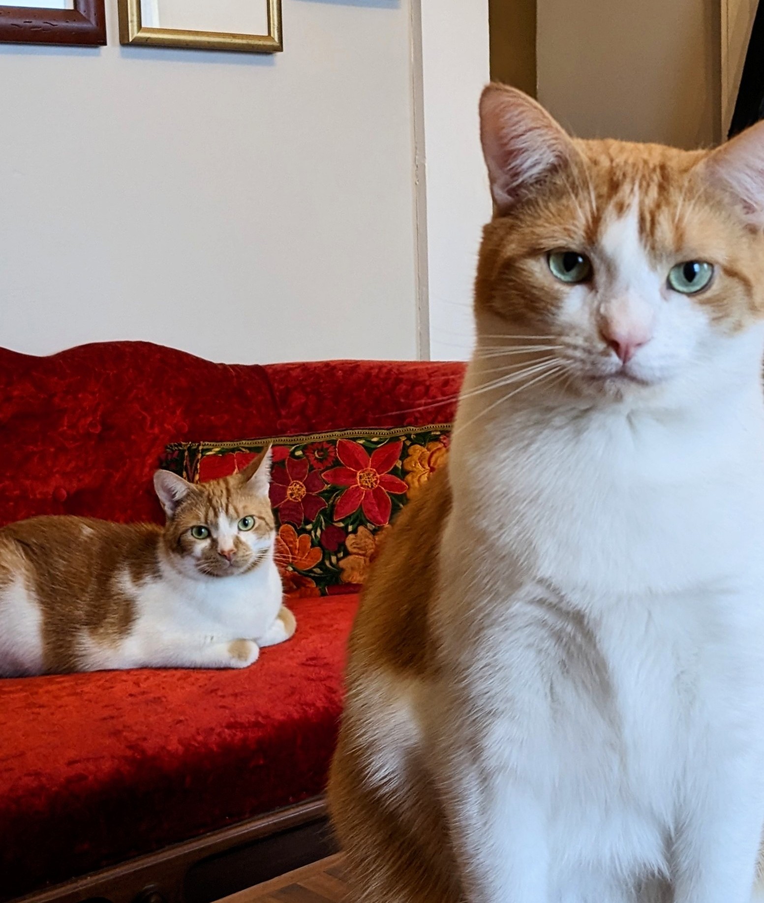 An orange and white cat in the foreground and another on a chaise behind him.