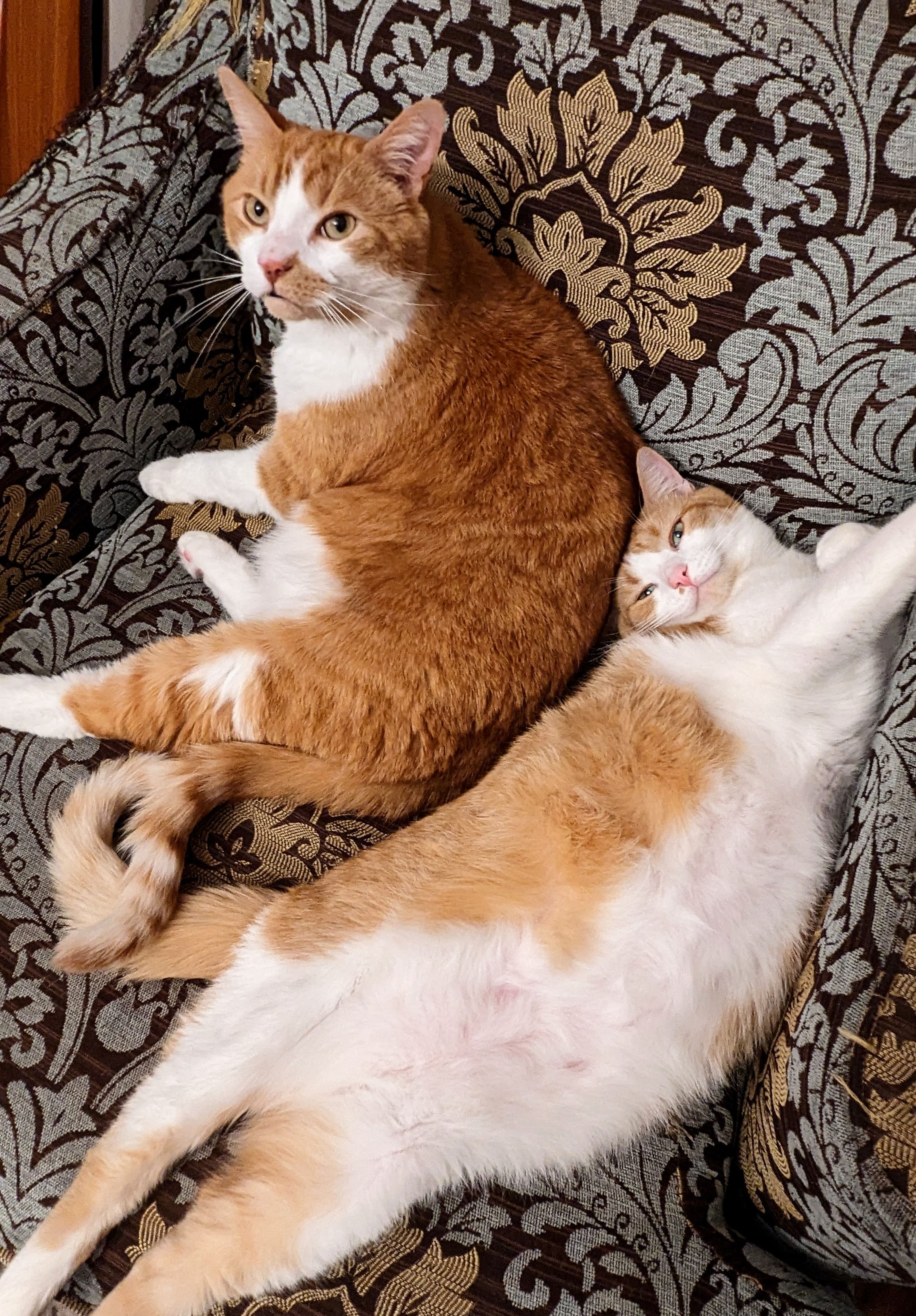 Two orange and white cats on a brocade chair, one with his belly hanging out.