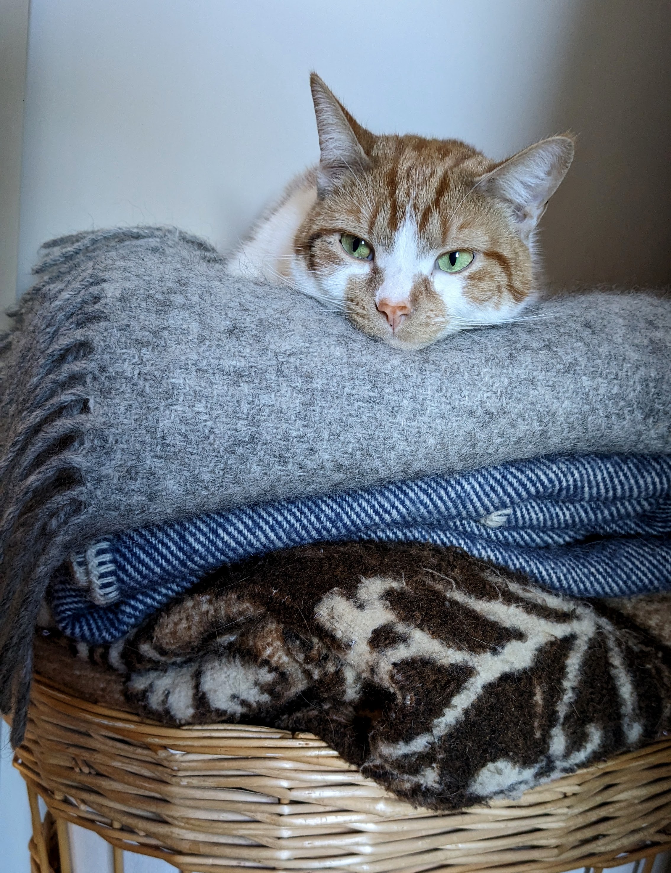 An orange and white cat sits atop a pile of blankets.