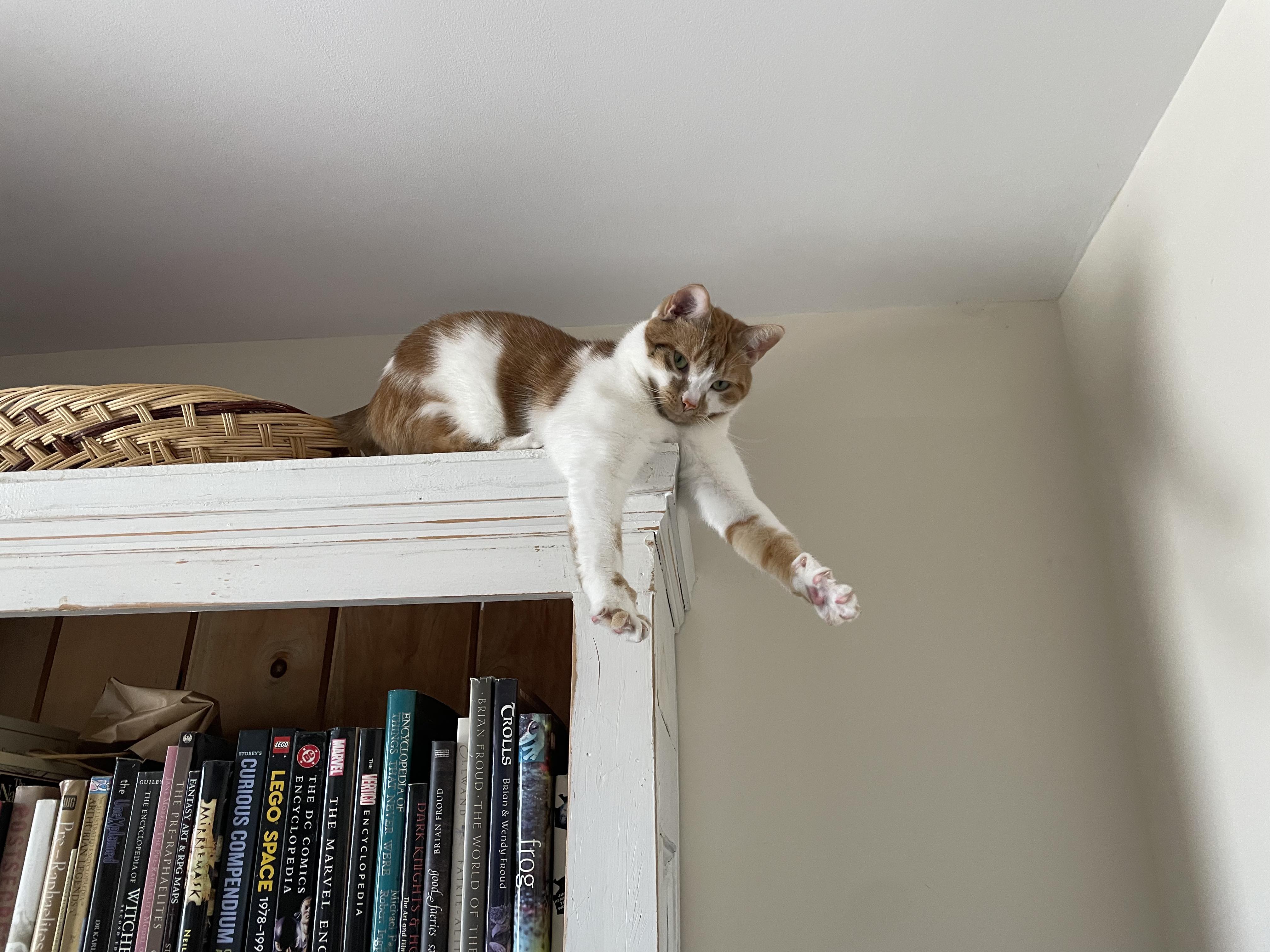 An orange and white cat stretching on top of a bookcase.